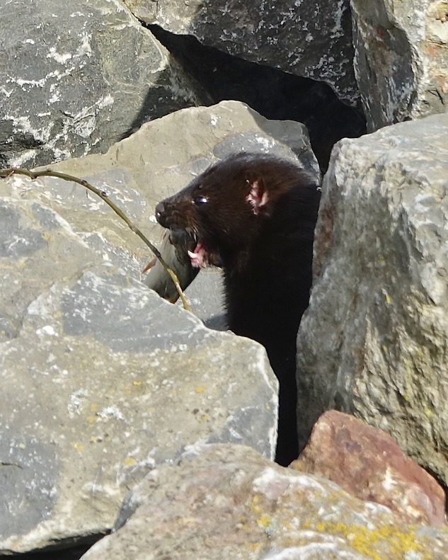 mink